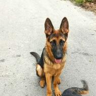 واگذاری دوغلاده سگ ژرمن.یکی نر ودیگری ماده