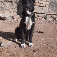 واگذاری توله نر سرابی