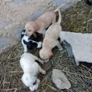 توله های ماده نر واگذاری