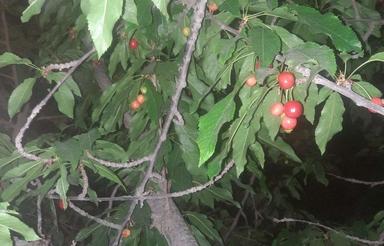 فروش فوری باغ