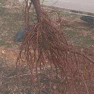 نهال انگور ریشه لخت مرغوب.