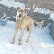 واگذاری سگ سرابی 18ماهه