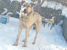 واگذاری سگ سرابی 18ماهه در شیپور