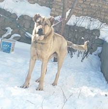 واگذاری سگ سرابی 18ماهه