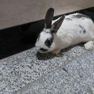 دو عددخرگوش نر بالغ و سالم