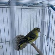 سهره سبز نر جوجه قفس