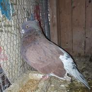 کبوتر قرمز کاکل خال سرور