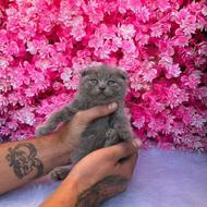 توله گربه اسکاتیش بلو