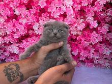 توله گربه اسکاتیش بلو در شیپور