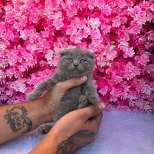 توله گربه اسکاتیش بلو