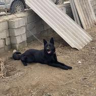 سگ ژرمن بلک