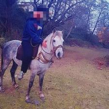 اسب نریان سال 5