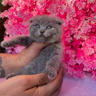 توله گربه اسکاتیش بلو 70 روزه