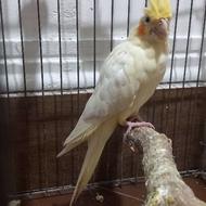 یک جفت عروس هلندی مولد با 3جوجه یک ماهه با قفس و کلیه لوازم