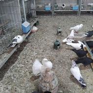 کبوتر دم چتری طوقی زاغ نوک سفید چشم سفید