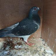 کبوتر مسافتی پلاکی