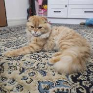 واگذاری گربه ناز نازی