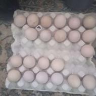 تخم لاری نطفه دار درجه یک