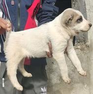 سگ گله نگهبانی نژاد آلابای رپس واگزاری