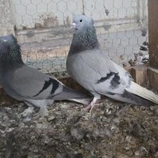 کبوتر سبز دم سفید