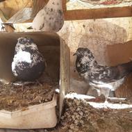 پرشتی دوجفت