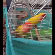 طوطی برزیلی