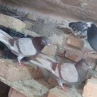 یه جفت ساعت بالا