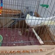 عروس هلندی جفت