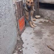 واگذاری سگ ژرمن ولف