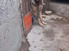 واگذاری سگ ژرمن ولف در شیپور