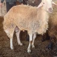 قوچ دوساله 110کیلو تخمی قیمت 60 مقطوع