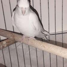 عروس هلندی لوتینیوم چشم شرابی