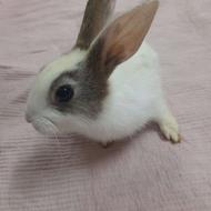 خرگوش ناز پشمالو