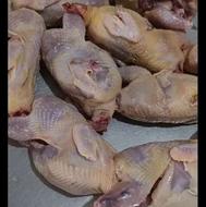 بلدرچین گوشتی