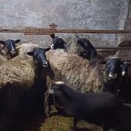 بره نر رومانف