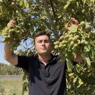 فروش نهال صنوبر نیگرای ترکیه انگور عناب بادام سماق گردو