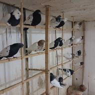 کبوتر سینلی