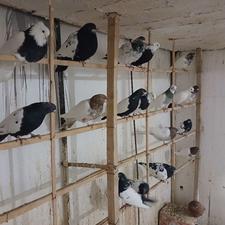 کبوتر سینلی