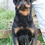 توله روتوایلر های درجه یک واکسیناسیون شده آماده تحویل