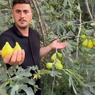 فروش نهال زیتون سیب گردو پسته سنجد بادام صنوبر فندق البالو