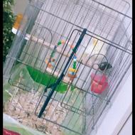 عروس هلندی با قفس