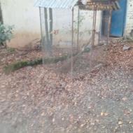 فروش قفس برای پرورش حیوانات خونگی