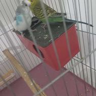 مرغ عشق جفت مولد