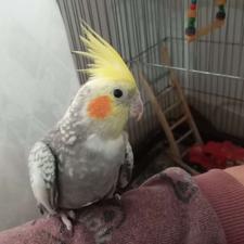 یک طوطی عروس ماده سالم سرحال