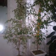 چند تا گل تازه