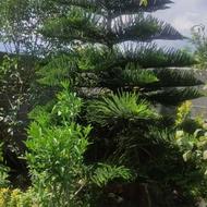 گل و گیاه حیاط