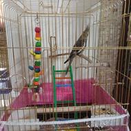 عروس هلندی رام و دستی