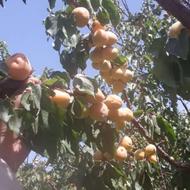 هرس کاری تمام درخت ها انجام میشه