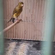 قناری نر سبز چمنی