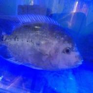 ماهی ویجا سین سیلا